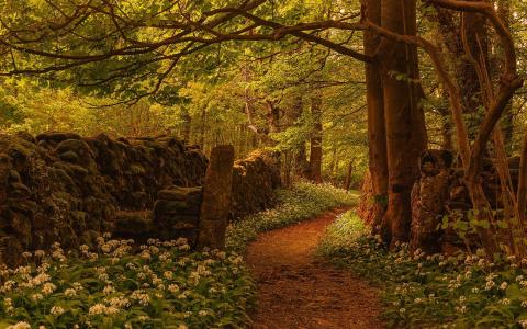 森林，树木，小径，鲜花，篱笆，英国壁纸