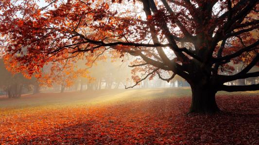 秋天公园，树，红叶，早晨，雾壁纸