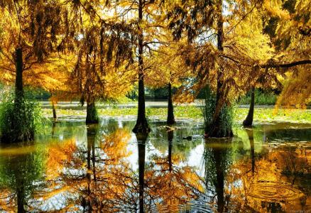 在池塘壁纸的秋天的树木