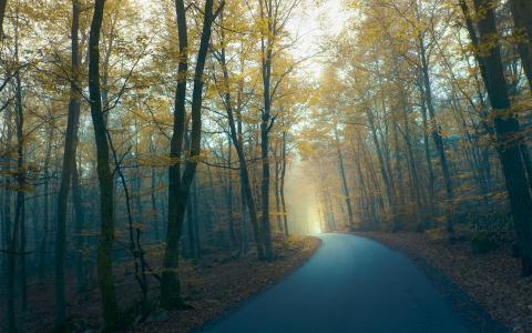 道路，森林，树木，雾，早上，秋季壁纸