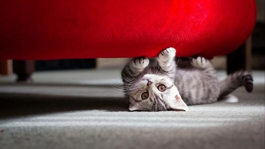 床底下的顽皮猫咪壁纸