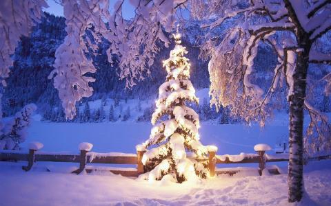 毛皮树，火灾，雪堆，雪，圣诞节，新年，树壁纸