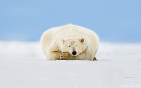 北极熊在睡眠壁纸