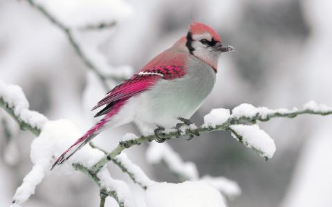 冬天，雪，红色的羽毛鸟壁纸