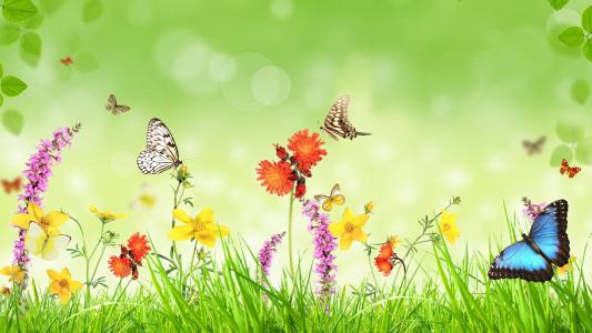 春，花，草，蝴蝶，绿色背景，创意设计壁纸
