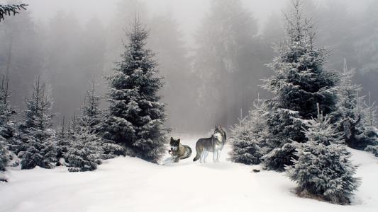 冬季森林壁纸中的狼