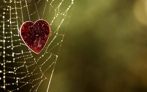 蜘蛛网的爱情壁纸的心脏