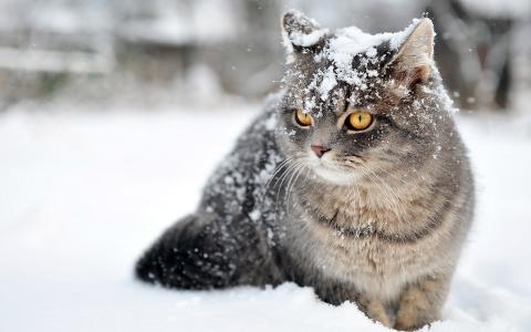 灰色的猫在雪地上，伴着雪花壁纸