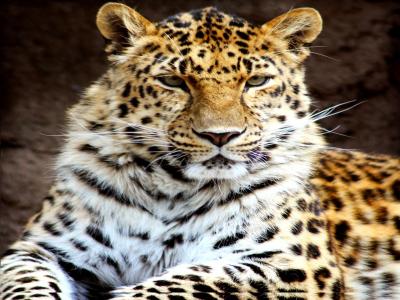 Exotic Leopard wallpaper