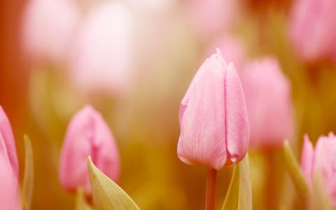 粉红色郁金香，花朵，花蕾，模糊，春天壁纸