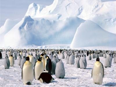 帝企鹅南极壁纸