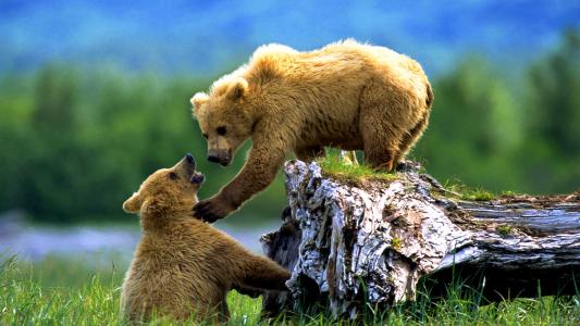 棕熊，动物，野生动物，幼崽，阿拉斯加，西伯利亚壁纸