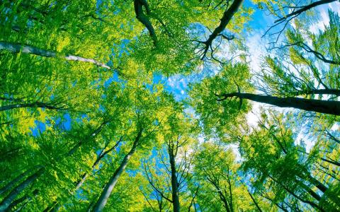 绿色的林木和纯蓝色的天空壁纸