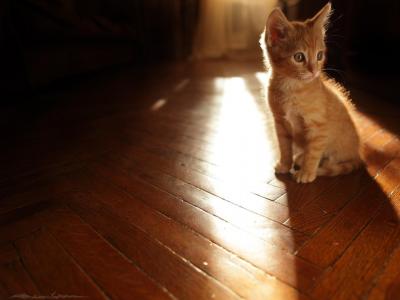 轻地板太阳红猫动物猫小猫背景图像壁纸