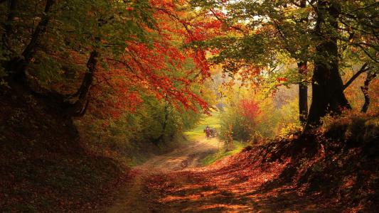 秋天，树林，道路，叶子，马，拉货物，风景壁纸