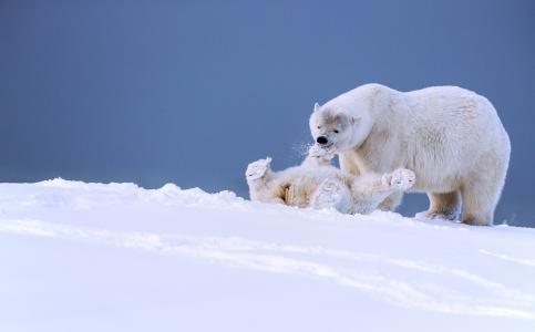 阿拉斯加北极熊壁纸