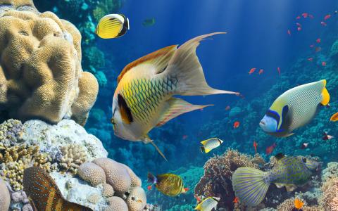 鱼，海，水下，珊瑚礁壁纸