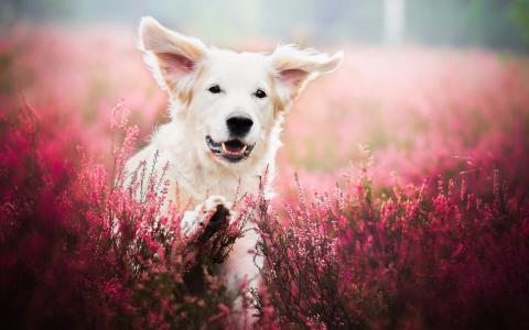 白色的狗，脸，薰衣草，鲜花壁纸