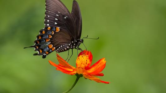 黑蝴蝶，桔色花、百日草壁纸