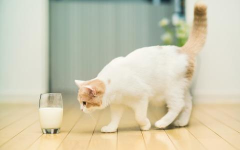 猫想喝牛奶壁纸