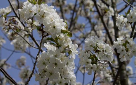 酸樱桃树在春天的壁纸