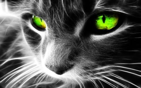 猫猫眼睛猫眼睛眼睛高清壁纸