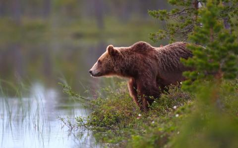 棕色的熊，水，湖边，草壁纸