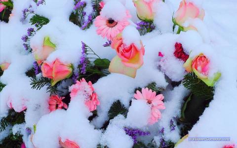 Flowers In Snow壁纸