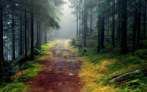 生锈的路径，通过雾森林壁纸