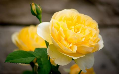 黄玫瑰花卉特写，花瓣，芽壁纸