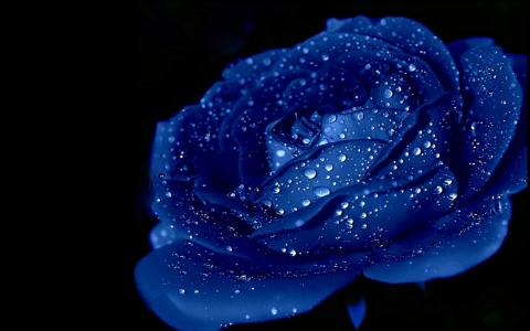 卡罗尔（applejackqueen）壁纸的蓝色玫瑰
