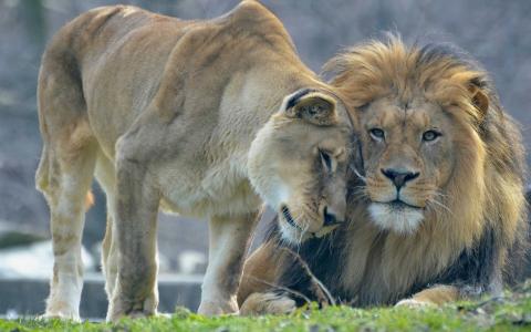 动物的爱，狮子和雌狮壁纸