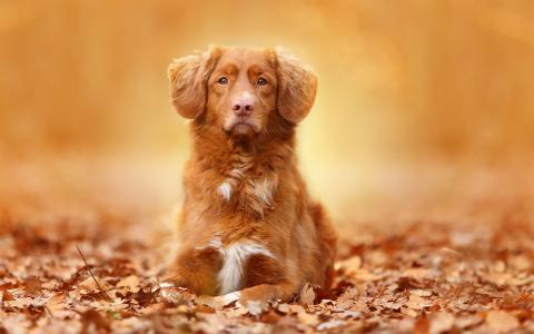 棕色的颜色狗，肖像，树叶，秋季壁纸