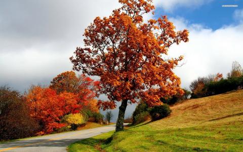 铜路边的壁纸上的秋天一棵树