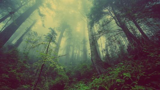 有薄雾的森林壁纸