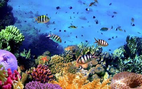 五颜六色的热带鱼，珊瑚，水下，海洋壁纸