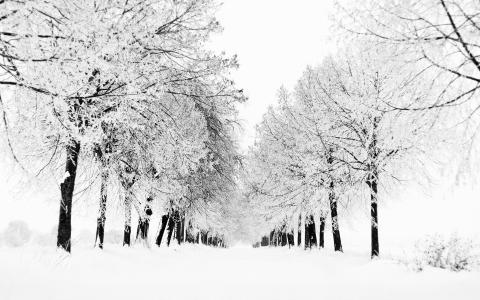 雪，树木，白，冬天，风景壁纸