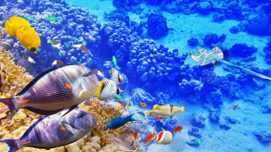 碧海海底世界，珊瑚，热带鱼壁纸