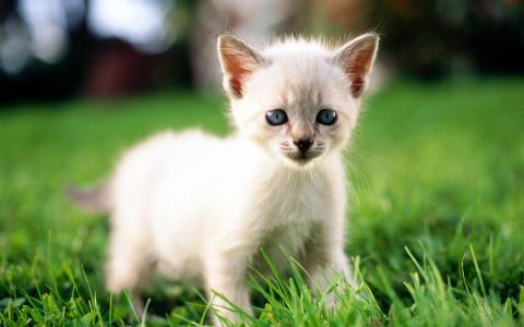 可爱的小白猫壁纸