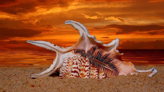 海贝壳，日落壁纸