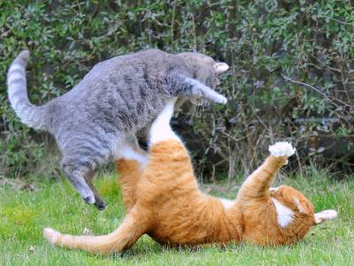 两只猫攻击防御壁纸