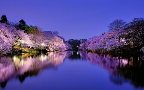 日本，大阪，在晚上的城市公园，湖，灯，樱花树开花壁纸