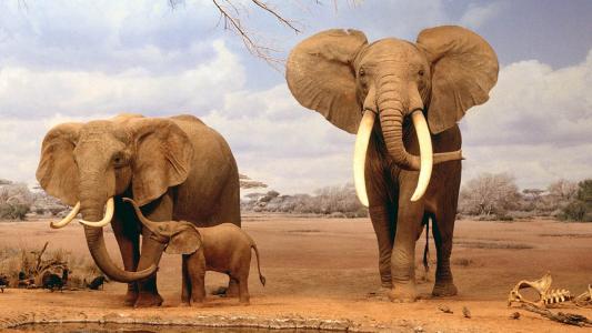 大象家庭动物高清图像壁纸