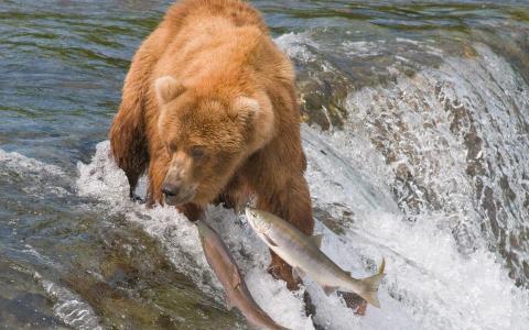 棕熊捕鱼壁纸