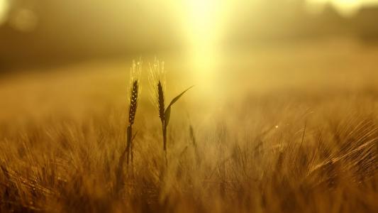 小麦，植物，性质，场，小穗，黄色，阳光壁纸
