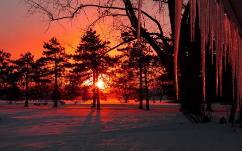 黄昏，冬天，雪，树，冰柱，日落壁纸