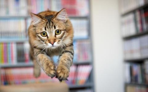 猫跳转看壁纸