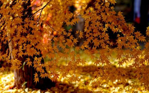 黄叶，秋天，阳光壁纸
