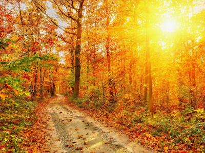 秋天，森林，路，树，红叶，阳光壁纸