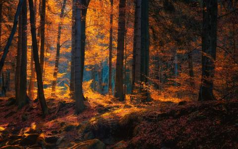 性质，景观，森林，秋天，叶子，树木，阳光壁纸